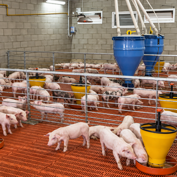 Modern Piglet Nursery Barn