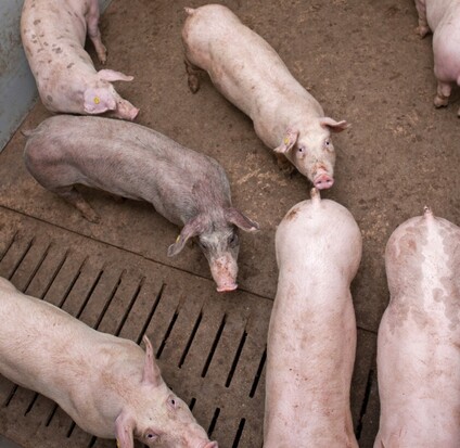 Piglest